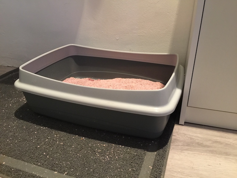 Hoe herken je blaasontsteking bij de kat Blog japati